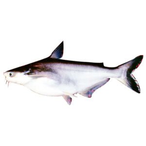 Frozen Pangasius Fillet (Cá Tra Fillet) - Hình ảnh 2